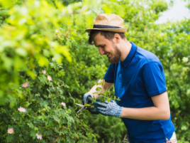 happy-male-gardener-pruning-green-plant